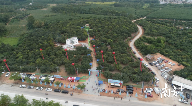 良垌镇种植荔枝近10万亩,收获季时客商云集。受访者供图