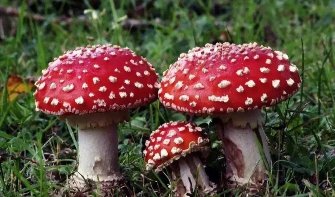 含有裸盖菇素的迷幻蘑菇