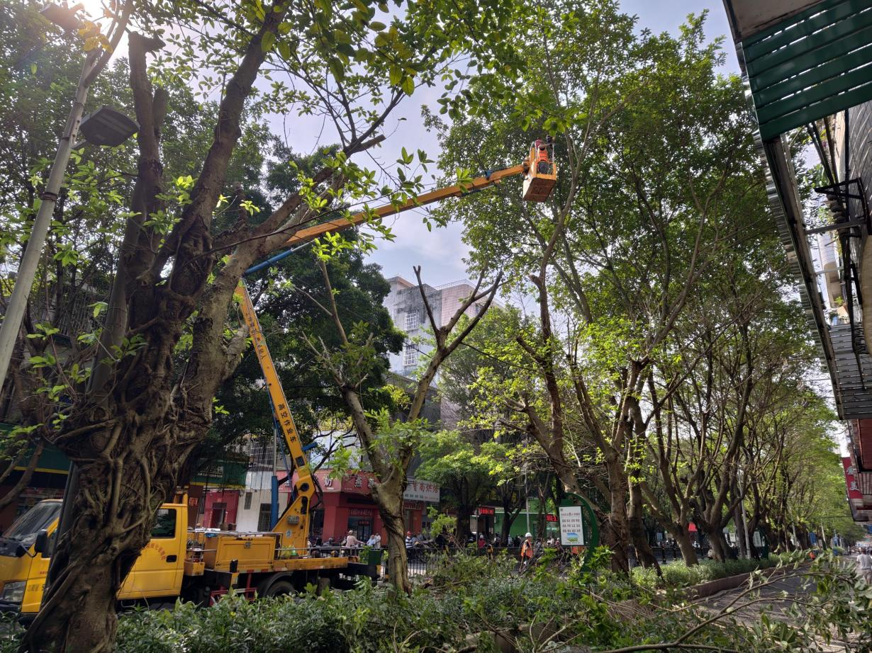 摸排、修剪存在安全隐患的高大行道树2.png