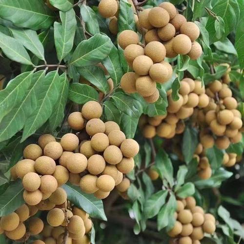 龙眼.jpg